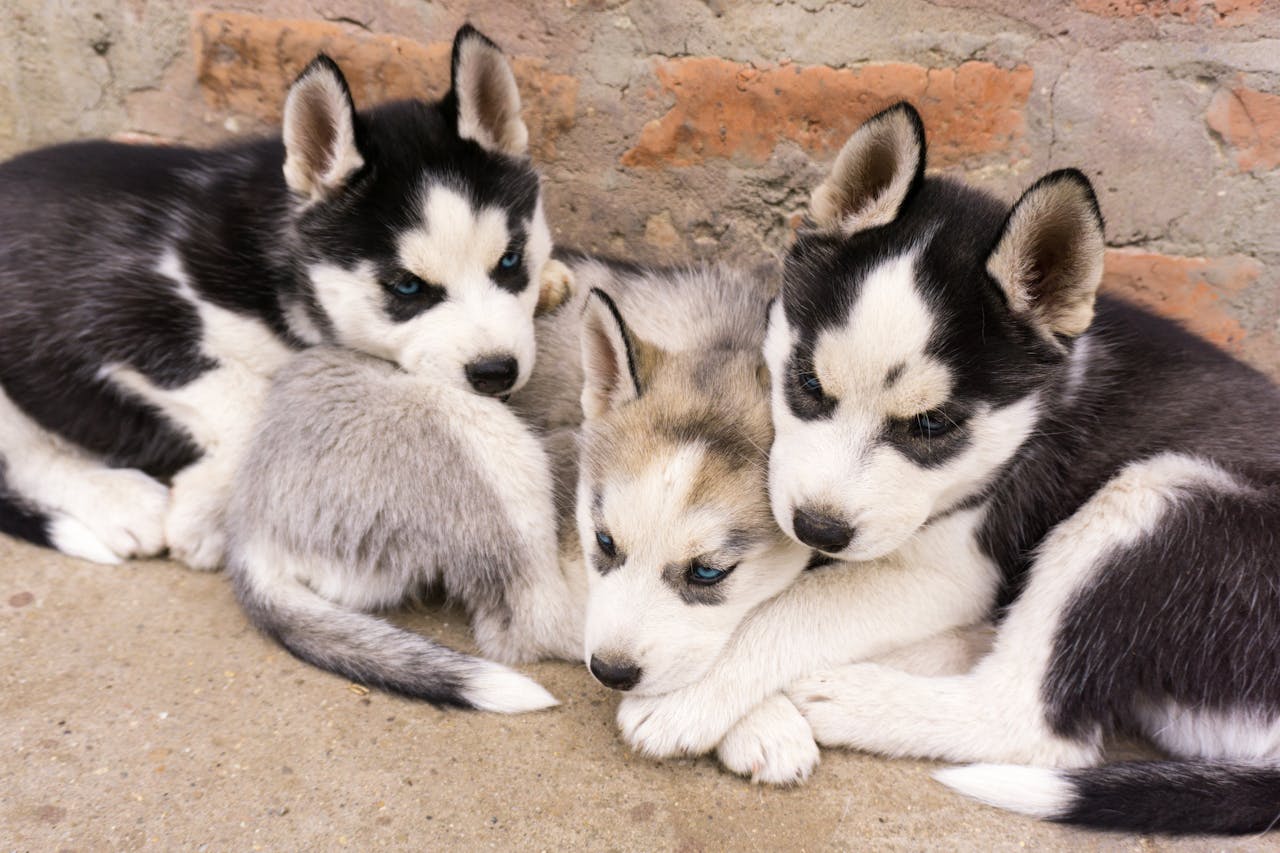 gallery-04 Three Siberian husky puppies with blue eyes lying on a brick pavement.